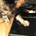 Das iPad dient auch als Spielzeug für Katzen