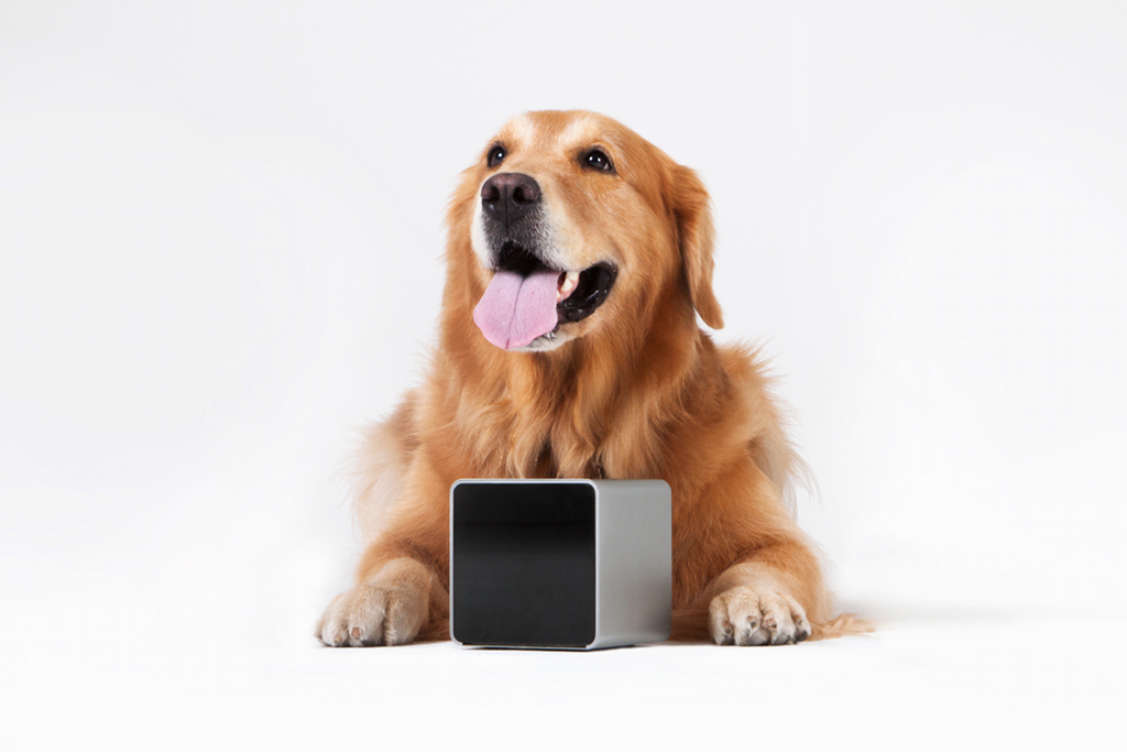 Petcube_labrador-1024×683 Petcube mit Golden Retriever Hund